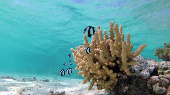 Humbug Damsel Dascyllus Aruanus in a Coral in Shallow Water