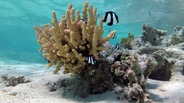 Humbug Damsel Dascyllus Aruanus in a Coral in Shallow Water