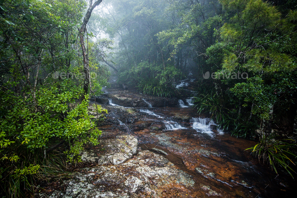 Top of Twin Falls hike in the Springbrook National Park, Austral Stock Photo by mvaligursky