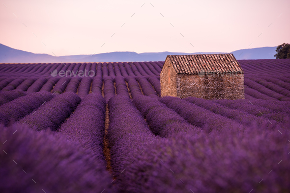 purple lavender flowers field with lonely old stone house Stock Photo by dotshock