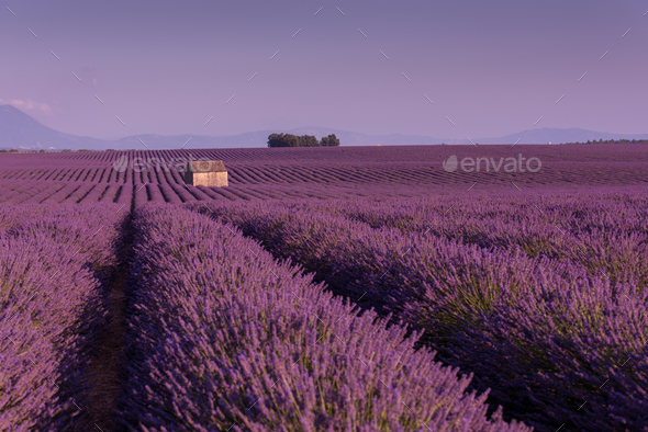 purple lavender flowers field with lonely old stone house Stock Photo by dotshock