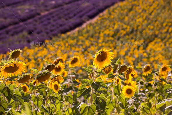 lavender and sunflower field france - Stock Photo - Images
