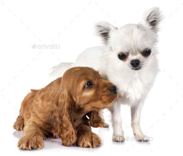 cocker spaniel and chihuahua