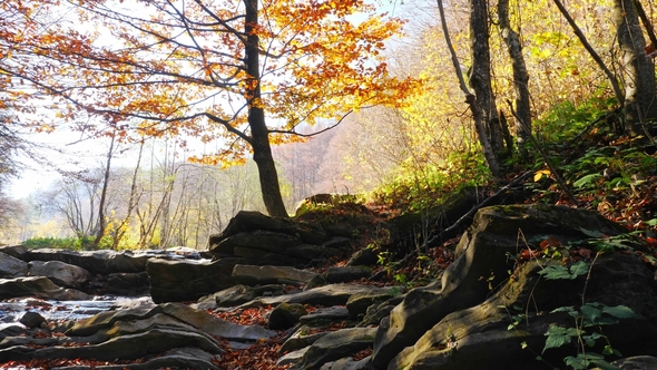 The Mountain River in Autumn Forest at Amazing Sunny Day alt