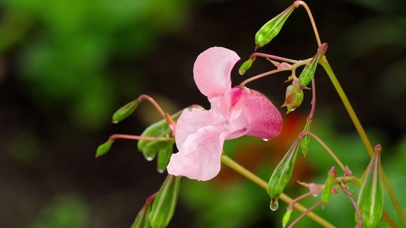 Impatiens glandulifera