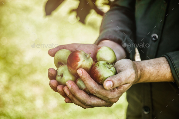 Apples Stock Photo by mythja | PhotoDune