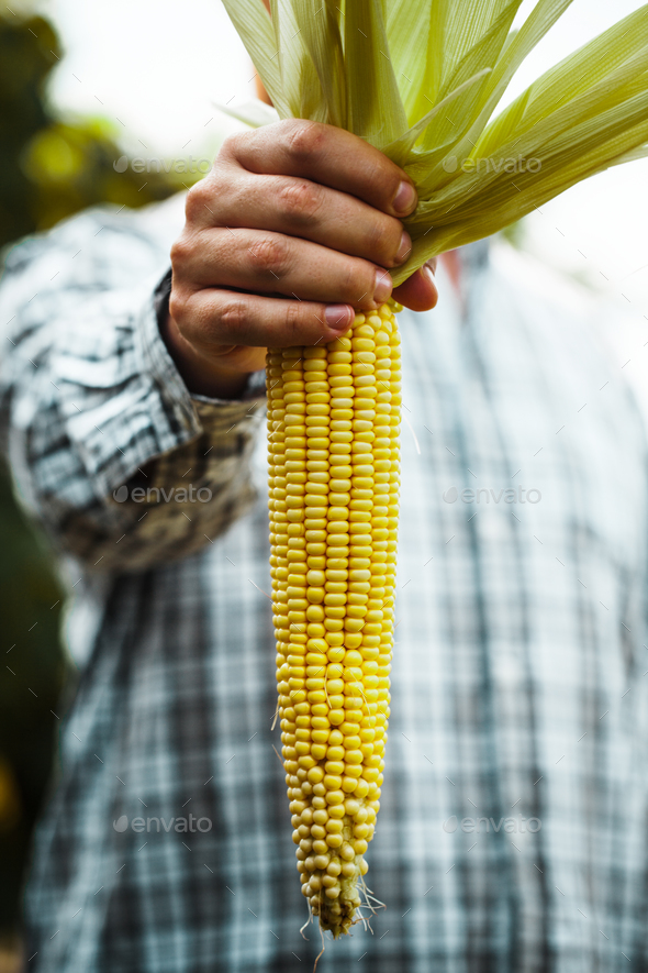 Corn Stock Photo by mythja | PhotoDune
