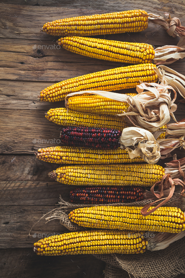 Corn - Stock Photo - Images