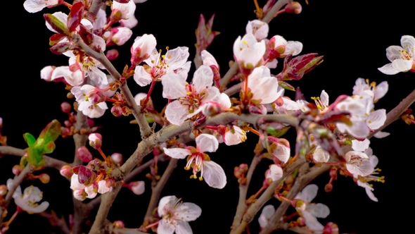 White Flowers Blossoms on the Branches Cherry Tree alt