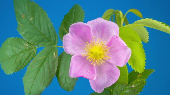 Timelapse of Dogrose Flower Blooming alt