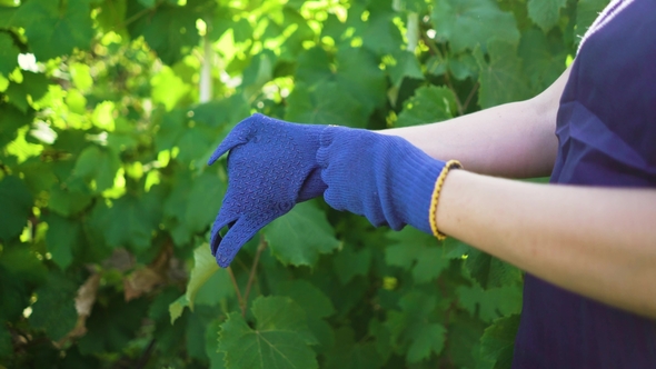 Caucasian Female in Apron Putting on Blue Gardening Gloves alt