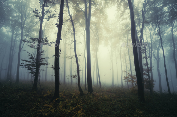 Surreal dark Transylvanian forest on Halloween - Stock Photo - Images
