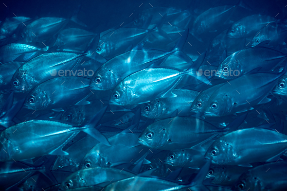 Flock of fish under water Stock Photo by Anna_Om | PhotoDune