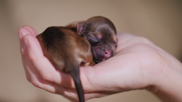 Newborn Puppy of Brown Color. Curled in a Ring and Lies on the Palm of Your Hand alt