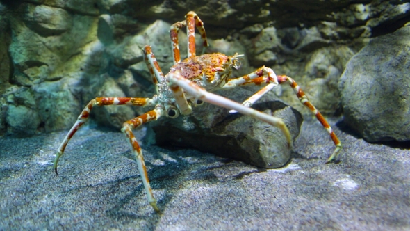 Japanese Spider Crab - (Macrocheira Kaempferi), Stock Footage | VideoHive