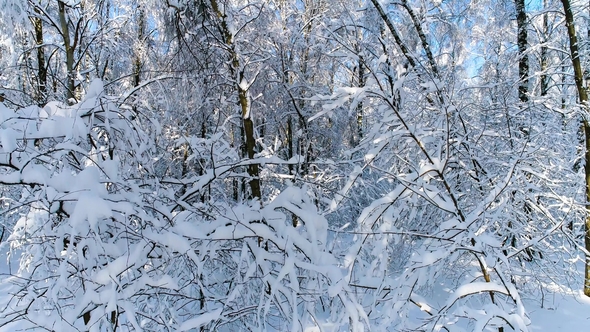 Snowy Branches in Forest alt