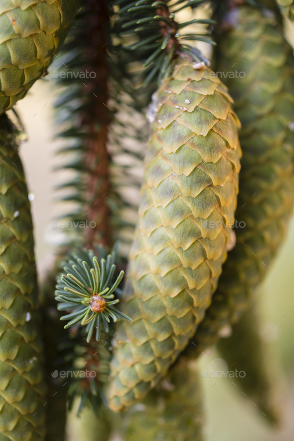 Norway Spruce Tree Pinecones Stock Photo By Alessandrozocc Photodune