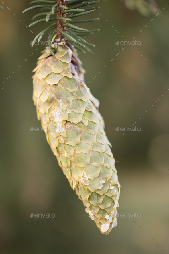 Norway Spruce Tree Pinecones Stock Photo By Alessandrozocc Photodune