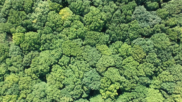 Flight over Forest