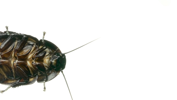 Madagascar Cockroach Runs  alt