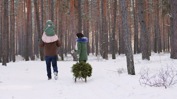 Two Parents with a Child Driving a New Year Tree on a Sled on a Snowy Forest alt