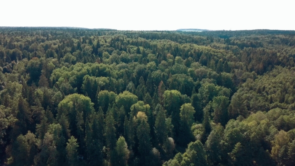 Drone Flies Above the Forest
