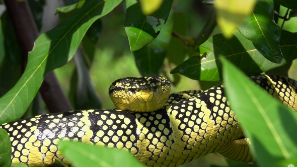 Wagler's Temple Pit Viper (Tropidolaemus Wagleri) Sleeping on Tree Branch