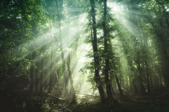 Magical sun rays in the woods Stock Photo by andreiuc88 | PhotoDune