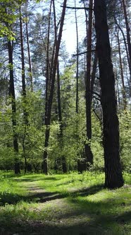 Vertical Video of Green Forest During the Day alt