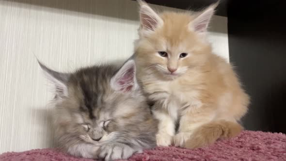 Maine Coon Kittens are Sleeping