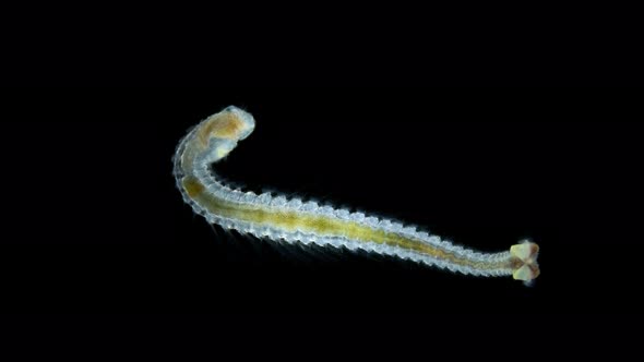 Worm Larva Nektoheta Under a Microscope Family Spionidae Class ...