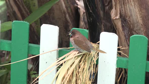 A scaly breasted munis bird eating grains of rice.