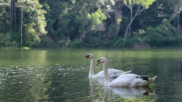 Two white swans swimming in the lake