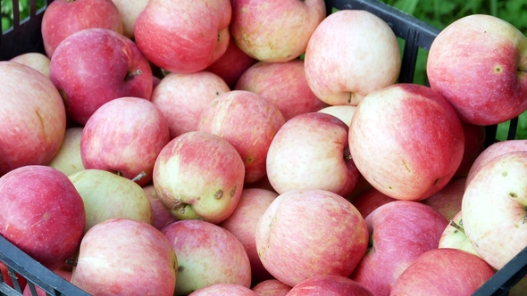 Apple Fruits Harvest Video