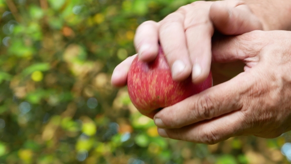 Apple Fruits Harvest Video