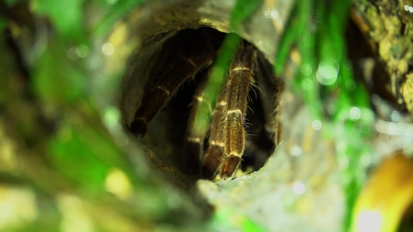 Spotted Tarantula Spider (Theraphosidae) Hiding in Hole. Jungle Safari in Rainforest of Malaysia alt