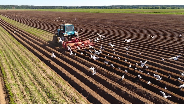 Agricultural Work on a Tractor Farmer Sows Grain alt