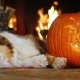 Dog Napping Near a Carved Pumpkin. Against the Background of a Burning Fireplace - VideoHive Item for Sale