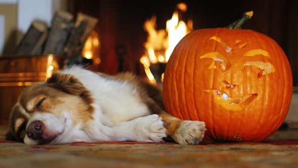 Dog Napping Near a Carved Pumpkin. Against the Background of a Burning Fireplace alt