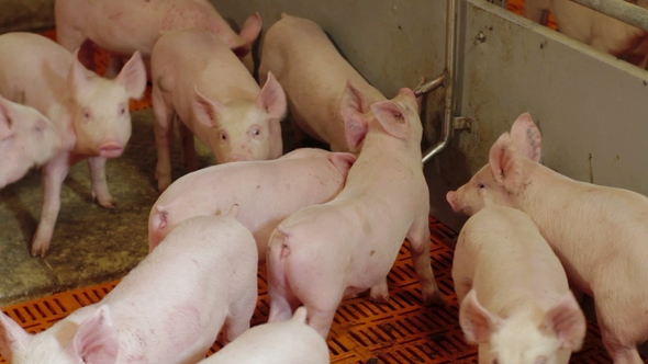 Piglets on an Industrial Pig Farm alt
