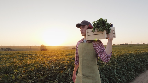 A Young Male Farmer Walks Along the Field with a Box of Fresh Vegetables alt