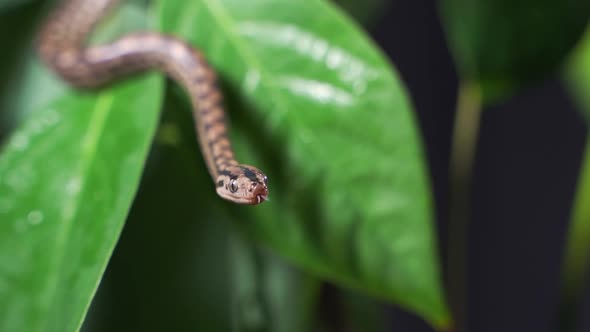Snakes in a Terrarium alt