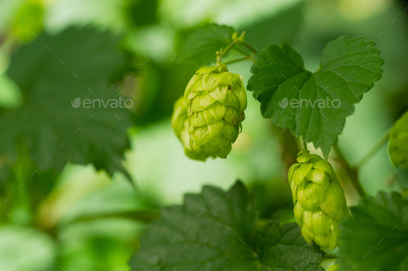 Flowering green hops closeup, nature light Stock Photo by oleghz | PhotoDune