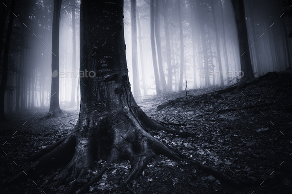 Old tree with giant roots in dark forest with fog Stock Photo by