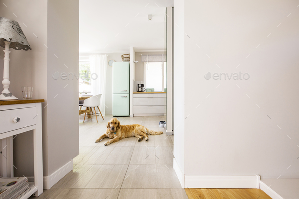 Lamp on white cabinet and dog in open space interior with copy s Stock Photo by bialasiewicz
