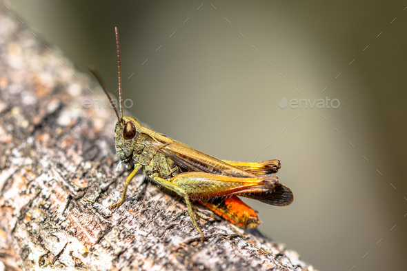 Woodland Grasshopper on branch Stock Photo by CreativeNature_nl | PhotoDune