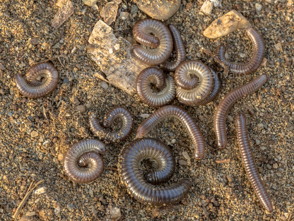Group of sleeping millipedes - Stock Photo - Images