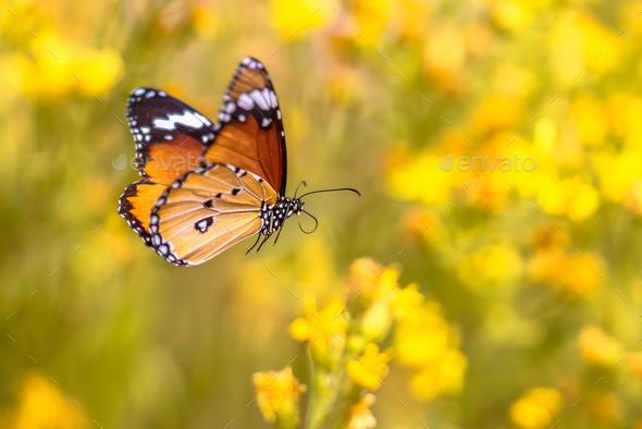 Flying butterfly Plain tiger Stock Photo by CreativeNature_nl