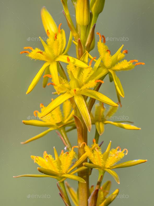 Bright Close up detail of Bog Asphodel flower - Stock Photo - Images
