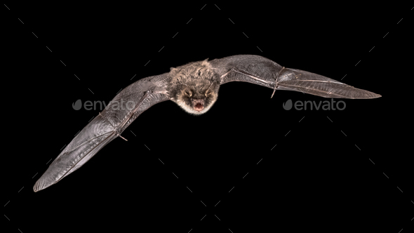 Isolated Flying bat male on black background - Stock Photo - Images